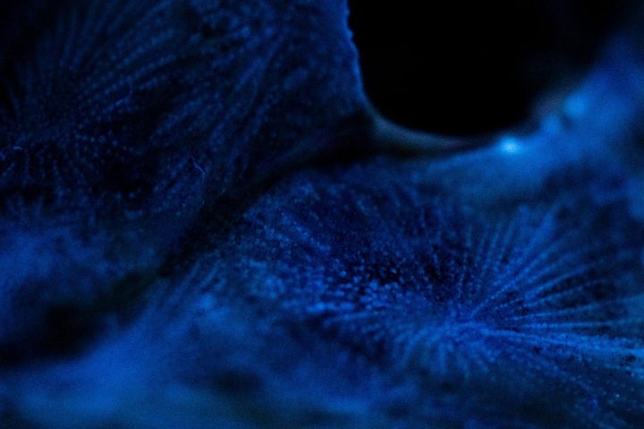 Berkveldt Between Breath and Bones 1